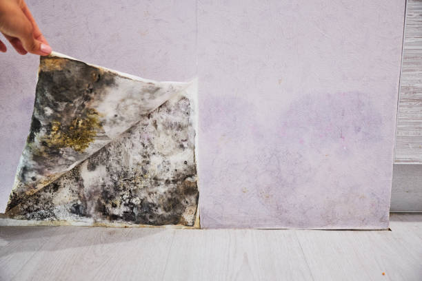 Best Commercial Mold Remediation in Sutter, CA